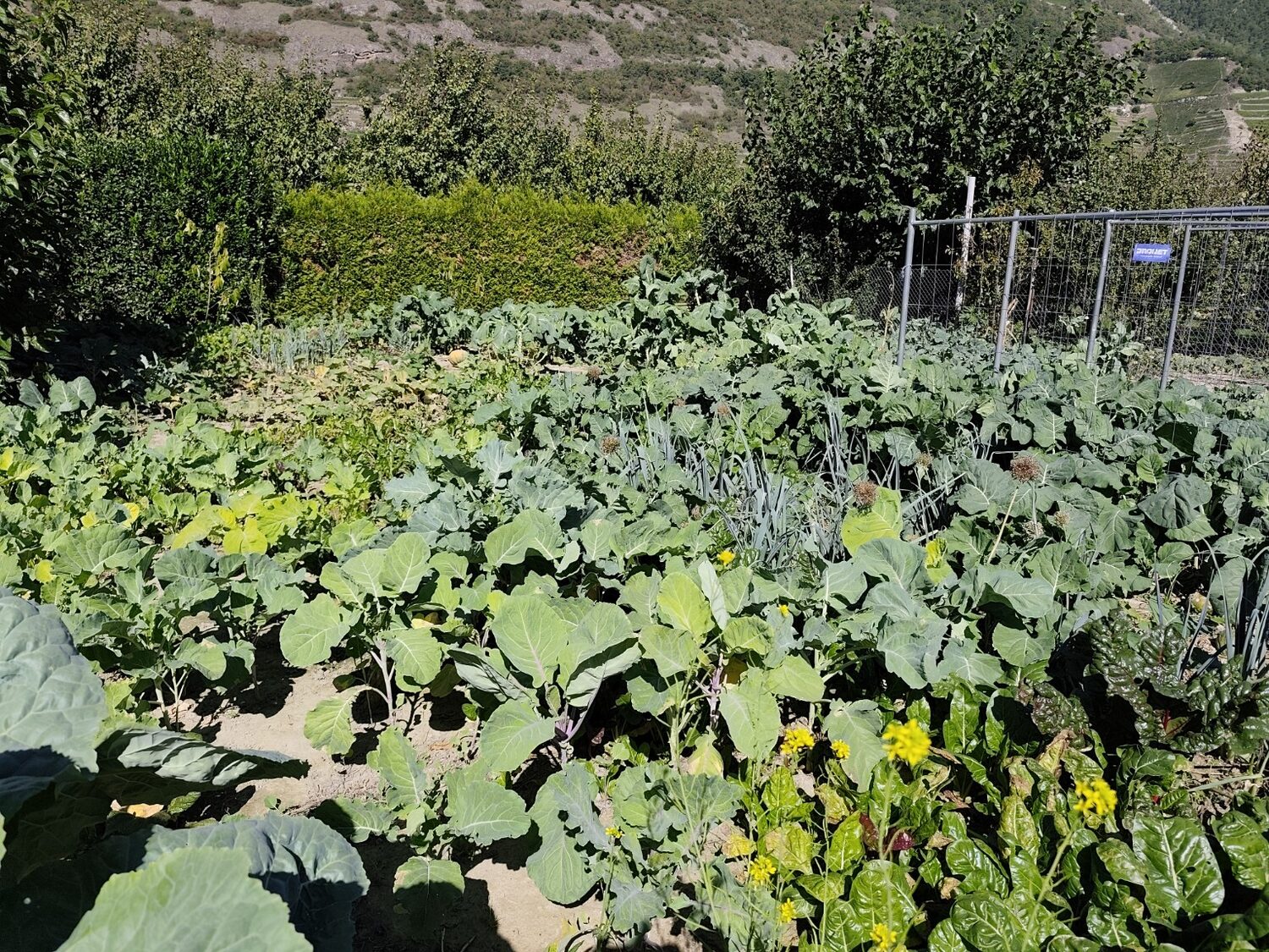 Potager du Jardin de Mara avec les montagnes du Valais à l’arrière-plan
