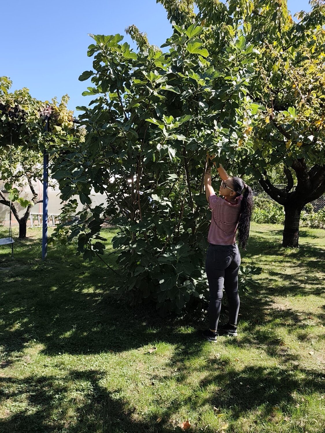 Mara au pied d’un figuier dans son jardin en Valais