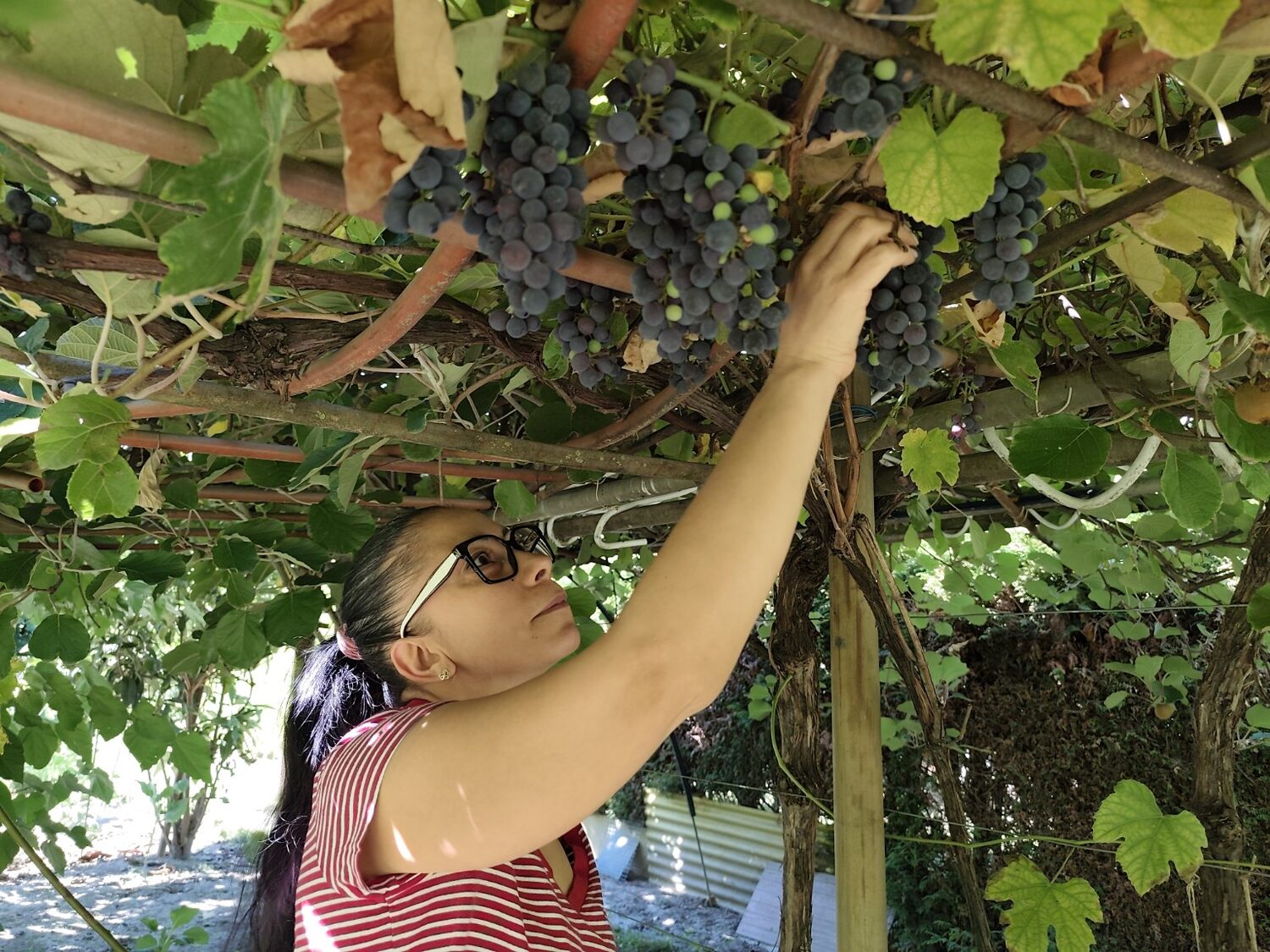 Mara cueillant une grappe de raisin dans le jardin aux Chantons