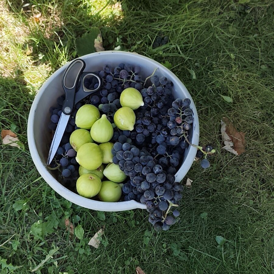 Récolte de figues et de grappes de raisin du jardin